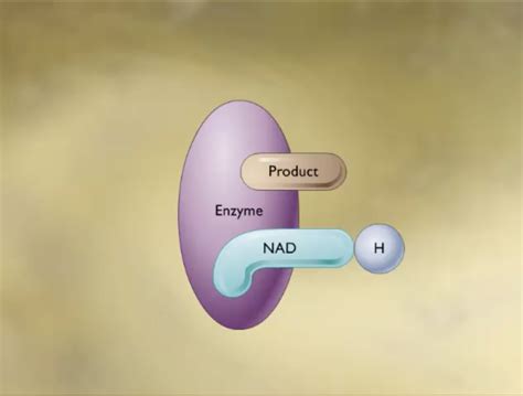 How the NAD+ Works.